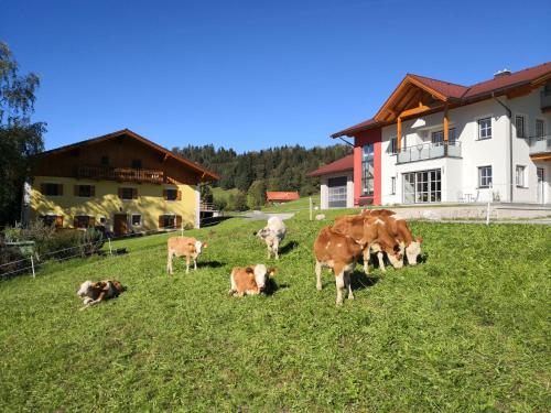 a group of cows grazing in a field of grass at Fitzlhof in Sankt Koloman