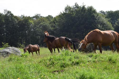 a group of horses grazing in a field at Gîte du Mont Gérard in La Lanterne-et-les-Armonts