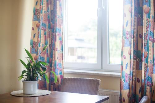a potted plant sitting on a table in front of a window at Podzamcze in Rożnów