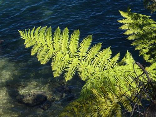 a green plant in the water next to the ocean at Buena Vista Apartment in Marahau