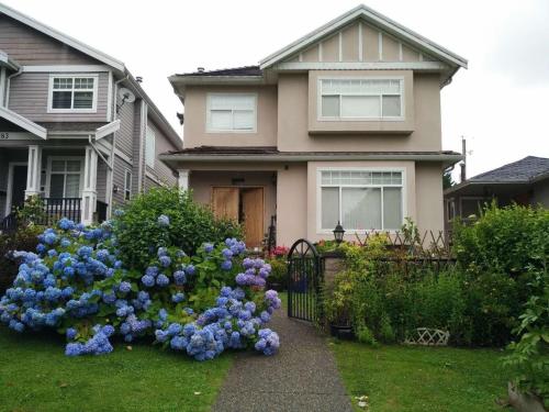 a house with a bunch of blue flowers in the yard at Helen's House / Close to Skytrain and Airport in Vancouver