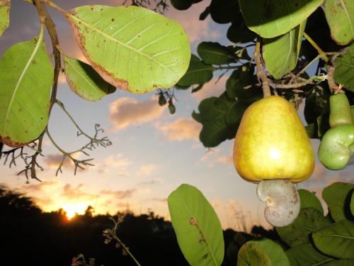 a pear hanging from a tree with the sunset in the background at Hotel Enseada Maracajaú in Maracajaú