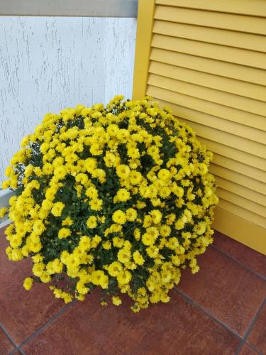 a bunch of yellow flowers sitting next to a wall at 12 Months Mini Hotel in Odesa