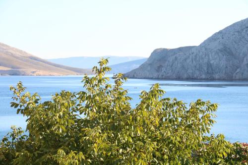a tree in front of a body of water at Studio Neven with Sea View in Baška