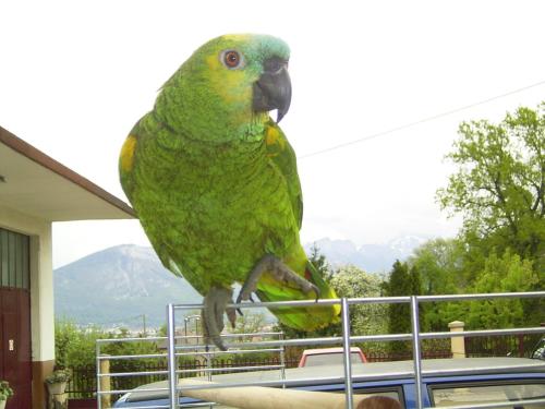 Gallery image of Le Paon Bleu Annecy Poisy in Poisy