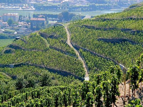 Vue aérienne d'une colline boisée avec une route dans l'établissement Gite Abricotier, à Crozes-Hermitage