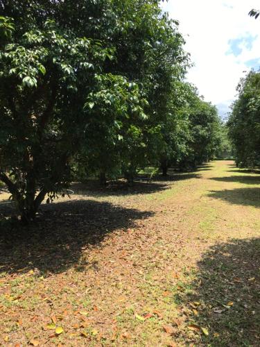 a field with trees and leaves on the ground at Baan Suan Kru Kob in Ban Ko Maphang