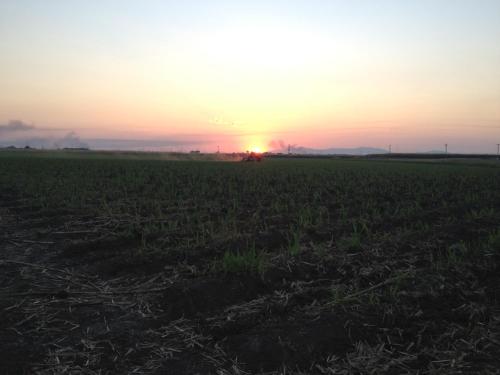 a field with the sunset in the background at Plantation Park Motor Inn in Ayr