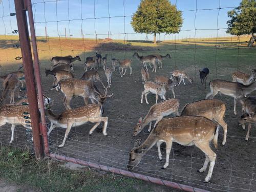 a herd of deer behind a wire fence at Seeblick Apartments Mühlau in Mühlau