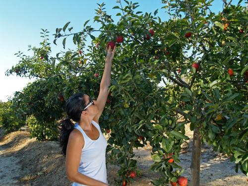 a woman reaching up to pick apples from an apple tree at Herdade do Sardanito da Frente in Zambujeira do Mar