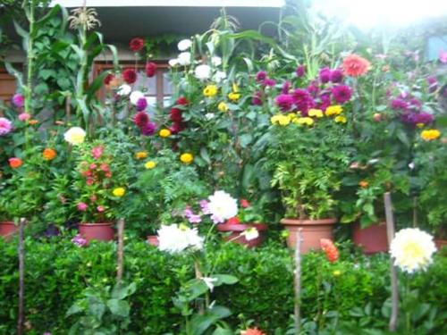 un jardín lleno de diferentes tipos de flores en Guesthouse Gouris, en Tsepelovo