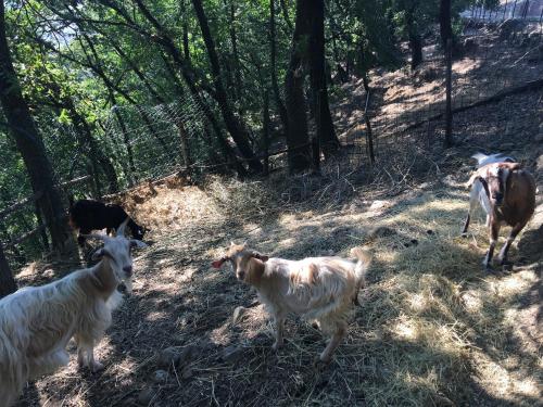 a group of goats standing in a field at Podere Casanova in Montespertoli