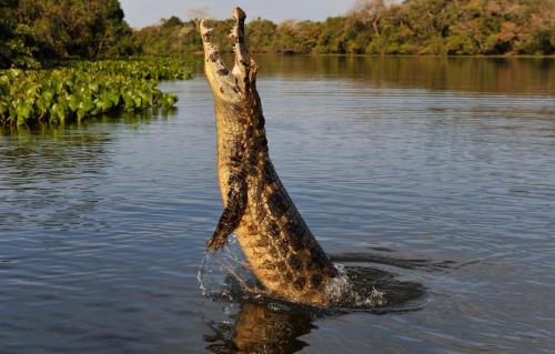 a giraffe is standing in the water at Pousada Rio Claro in Poconé