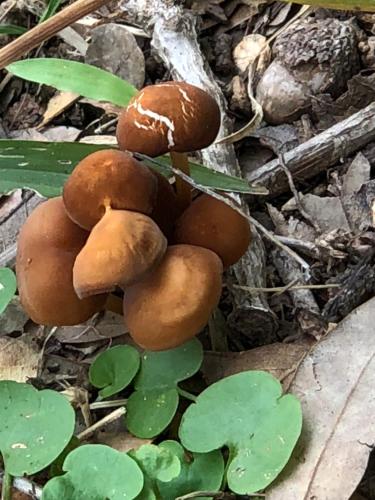 a group of brown mushrooms on the ground at Fishers Of Men Ranch Home in Marble Falls