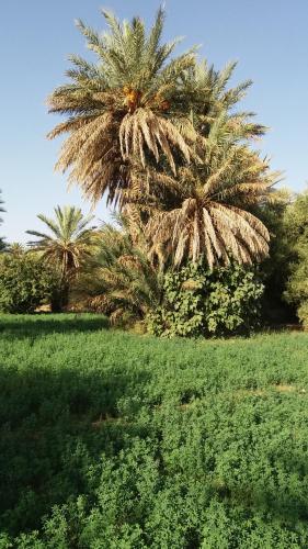 a palm tree towering over a field of grass at Écologie oasis tafilalt CHEZ L' HABITANT in Er Rachidia