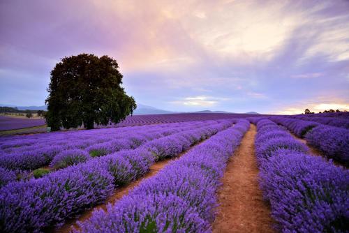 a field of lavender with a tree in the middle at BIG4 Kelso Sands Holiday & Native Wildlife Park in Kelso