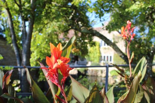 a close up of a red flower in a garden at Hewletts Mill in Castle Cary
