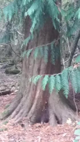 a tree with green leaves growing on it at Plumtree House in Brigsteer