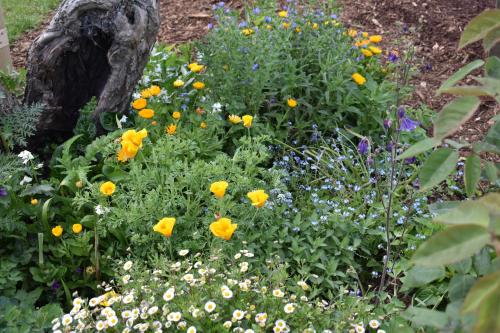 a garden with yellow and purple flowers and a tree stump at Villa Walton in Matamata
