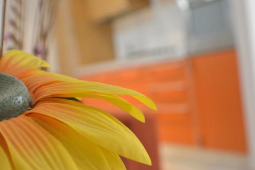 a close up of a yellow sunflower at Borgo Saraceno in Spinazzola