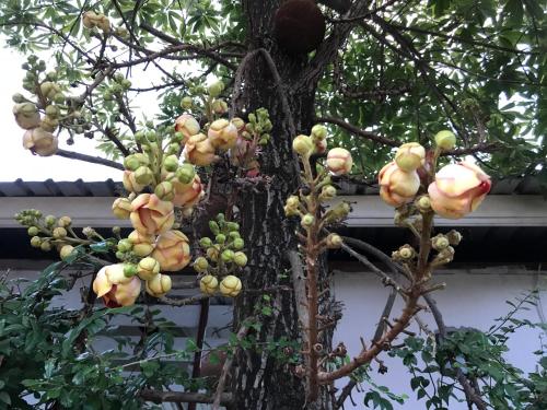 a tree with a bunch of fruit on it at Green Leaf Resort in Surin