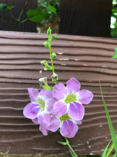 a purple flower sitting next to a bench at Green Leaf Resort in Surin