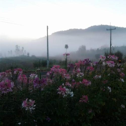 a field of pink flowers with fog in the background at เฟรนด์แคมป์ in Khao Kho
