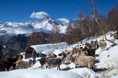 Animales en el agroturismo o alrededores