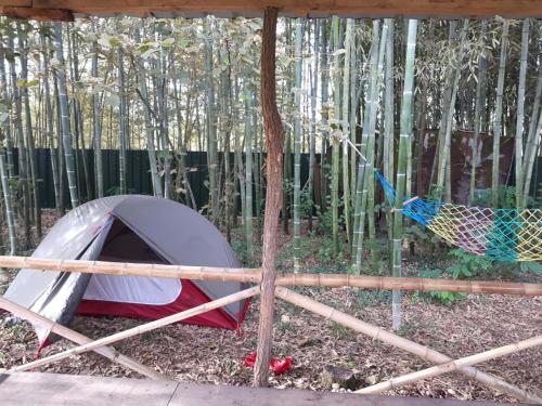 a tent in the middle of a bamboo forest at Guesthouse Luka in Martvili