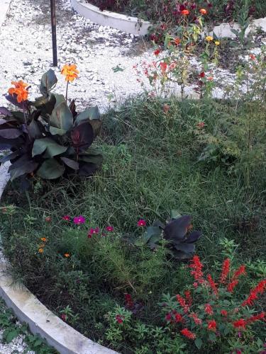 a garden with colorful flowers in the grass at Guesthouse Luka in Martvili