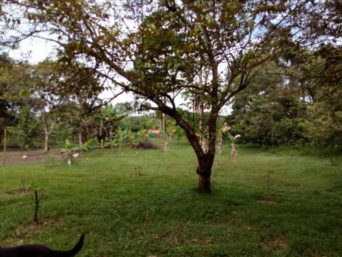a cat standing next to a tree in a field at Finca la Miradita in Cumaral