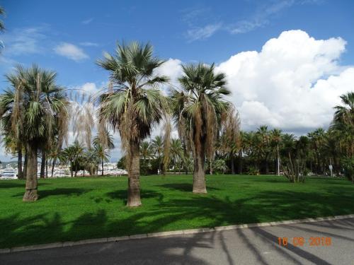 a group of palm trees in a green park at Palm beach Cannes Azur in Cannes
