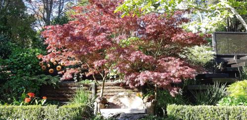 a tree with red leaves in a garden at Sequoia Steps in New Plymouth