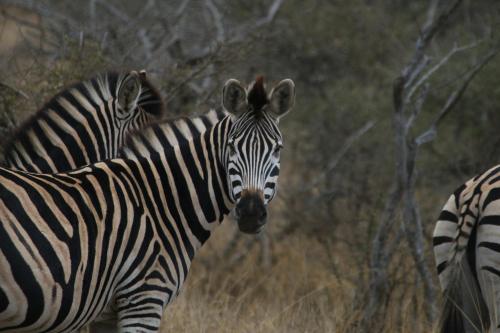 two zebras standing next to each other in a field at Lindiwe Safari Lodge in Hoedspruit