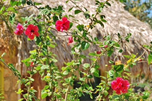 a bush with red flowers in front of a building at Villas Ecotucan in Bacalar
