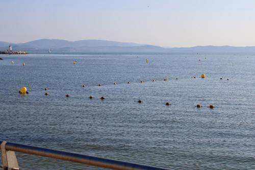 un groupe de canards nageant dans une grande masse d'eau dans l'établissement 5 avenue de la Gavine Résidence Hyères Parc, à Hyères