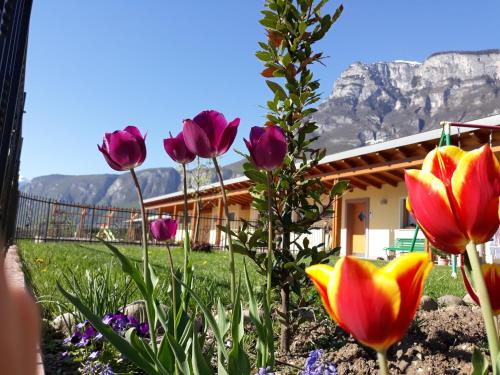 un gruppo di fiori davanti a una casa di Agriturismo L' Isola di Arturo a Trento