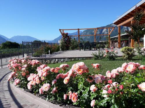 un giardino di rose rosa di fronte a un edificio di Agriturismo L' Isola di Arturo a Trento