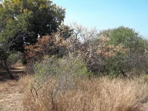 a group of trees and bushes in a field at Aloes Bush Stay in Hoedspruit