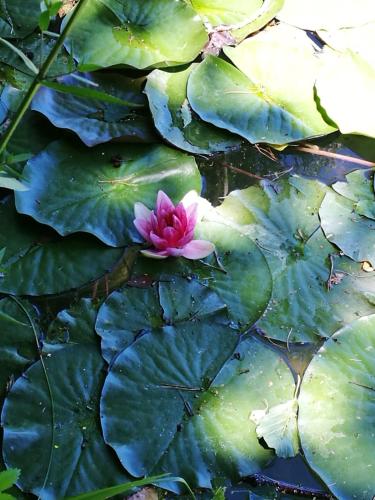 a pink water lily in a pond with green leaves at Ferienwohnung-Kiefer in Hillscheid