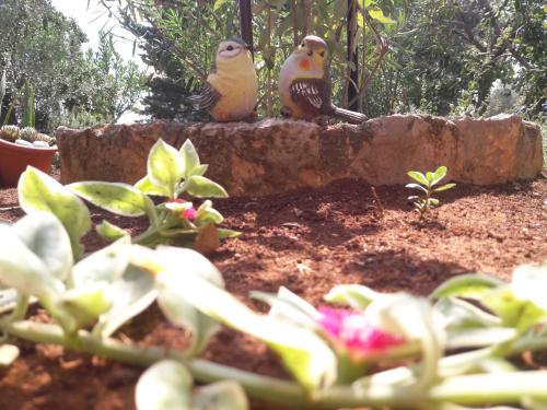 two birds sitting on a stone ledge in a garden at apartman-maja-krk in Krk