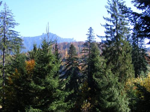 a group of pine trees in a forest at Cabana Dochita in Ceahlău