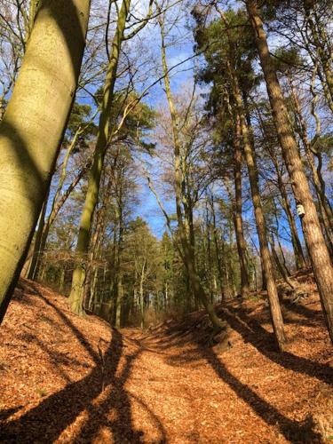 a wooded area with trees and a dirt road at Landhaus Tesperhude in Geesthacht