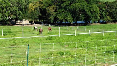 a group of horses grazing in a field behind a fence at La Ferme des Etangs in Rivière-Salée