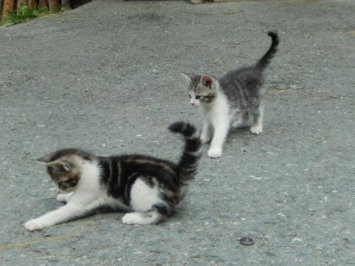 two cats playing with each other on the ground at Grillinghof in Kirchberg in Tirol