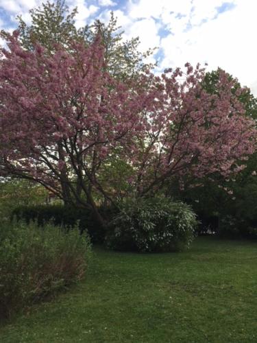 a tree with pink flowers on it in a yard at Villa Frideborg in Henån