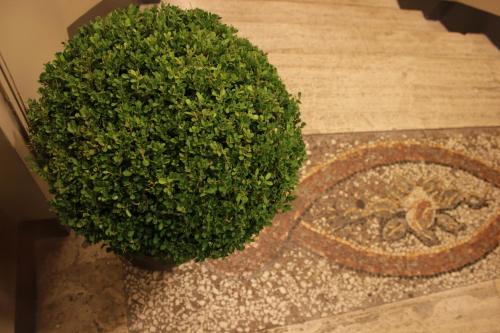 a green bush sitting on the floor next to a staircase at MILLINA SUITES IN NAVONA in Rome