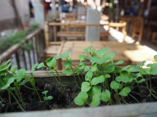 a group of plants in a planter in a restaurant at Cò's House in Mai Chau