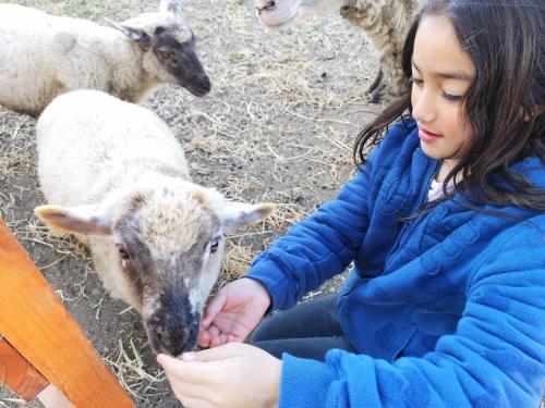 Fotografie z fotogalerie ubytování Cabañas granja Central v destinaci Pichilemu