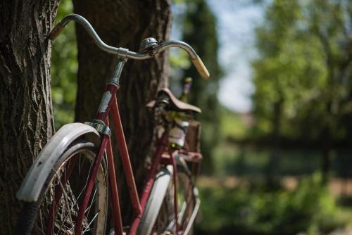 a red bike parked next to a tree at SKRZAT in Tumlin